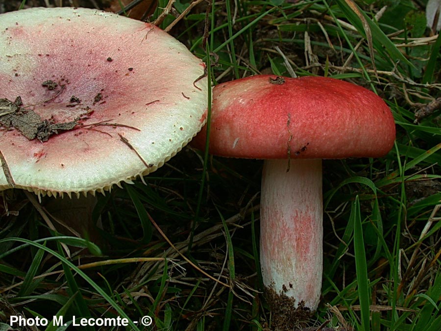 Russula sanguinea